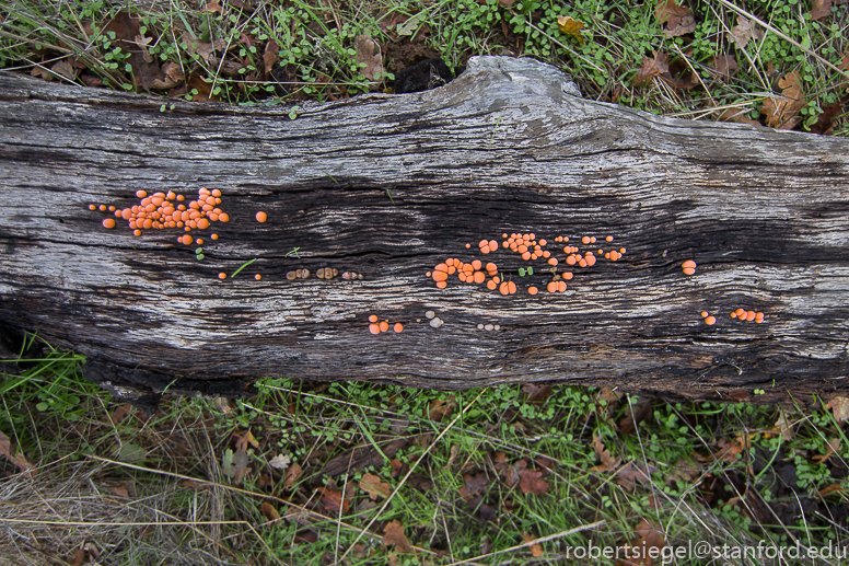 jasper ridge - slime mold